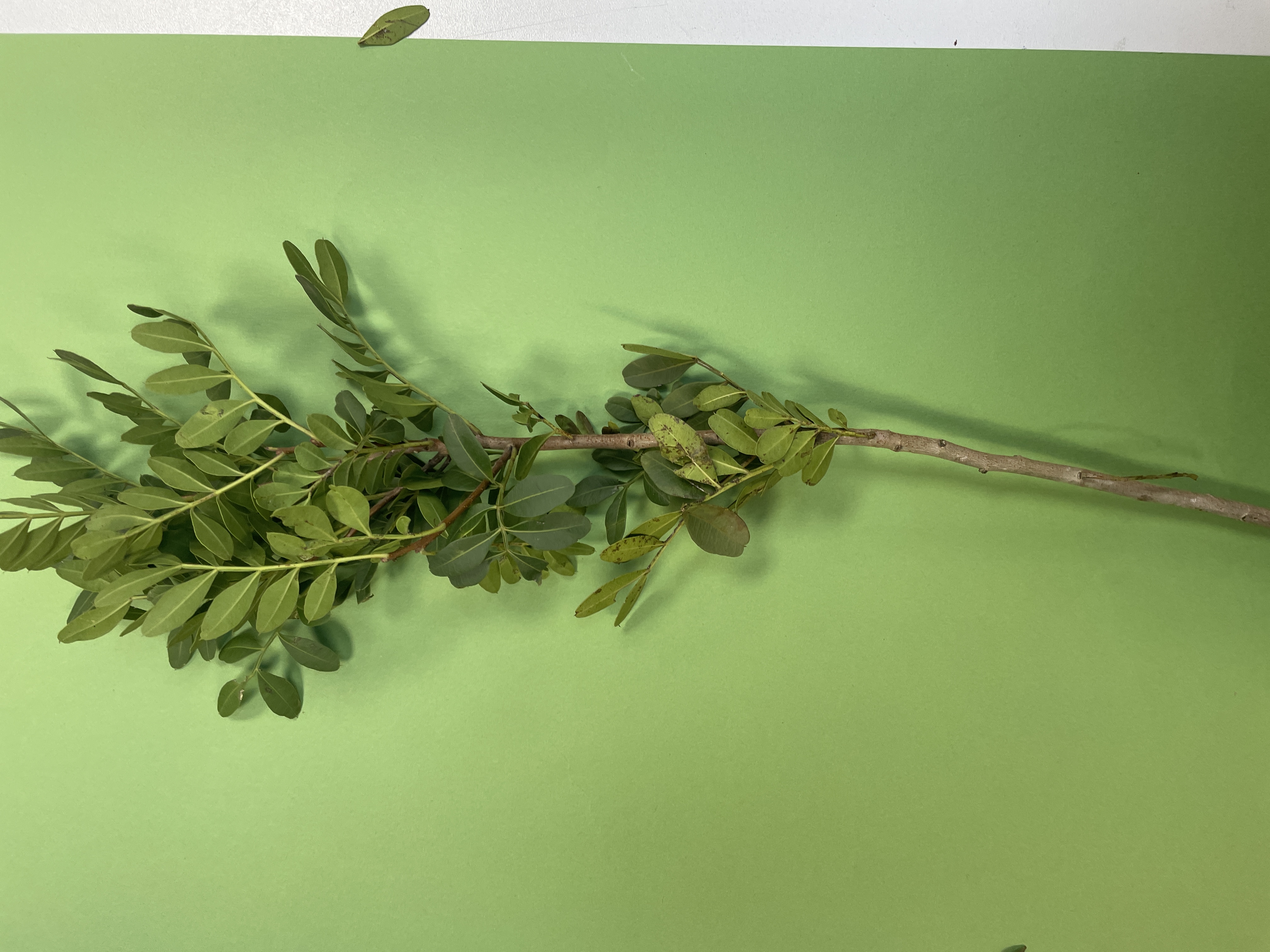 Miscellaneous work 37