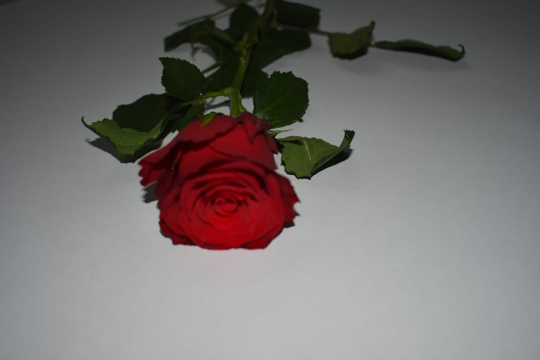 Miscellaneous work 135